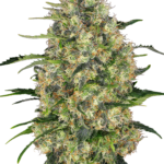 Black domina wietzaden