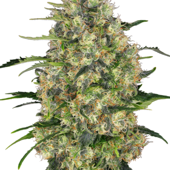 Black domina wietzaden