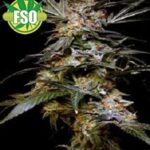 Black Rhino wietzaden