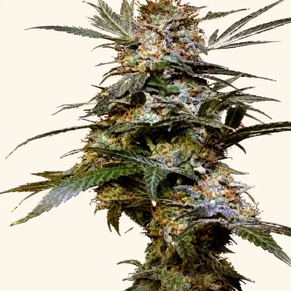 Blühende Cannabispflanze Black Rhino