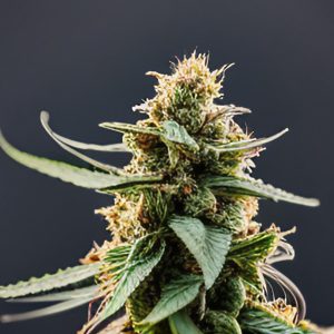 Blue Dream Gold Cannabis Samen