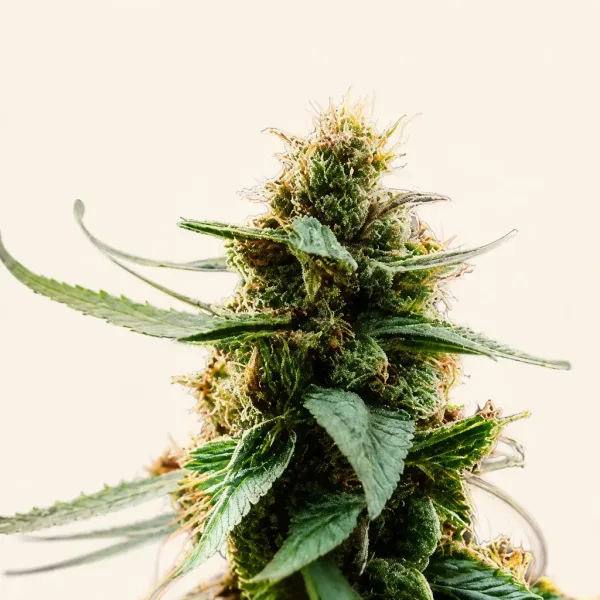 Blühende Cannabispflanze Blue Dream goldline