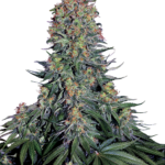 Blue skunk wietzaadjes