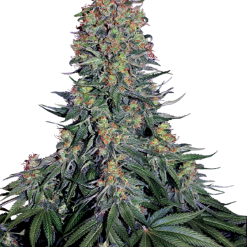 Blue skunk wietzaadjes