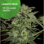 Blueberry Autoflower wietzaden