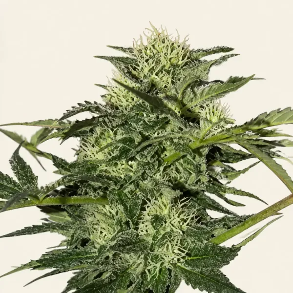 Flowering Blueberry Autoflower cannabis plant