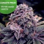 Bleu berry wietzaden