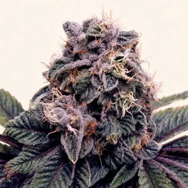 Flowering Bleu berry cannabis plant
