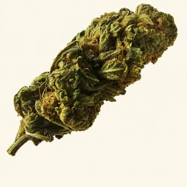Flowering Blue Dream autoflower goldline cannabis plant