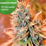 Blue medicinale CBD Kush