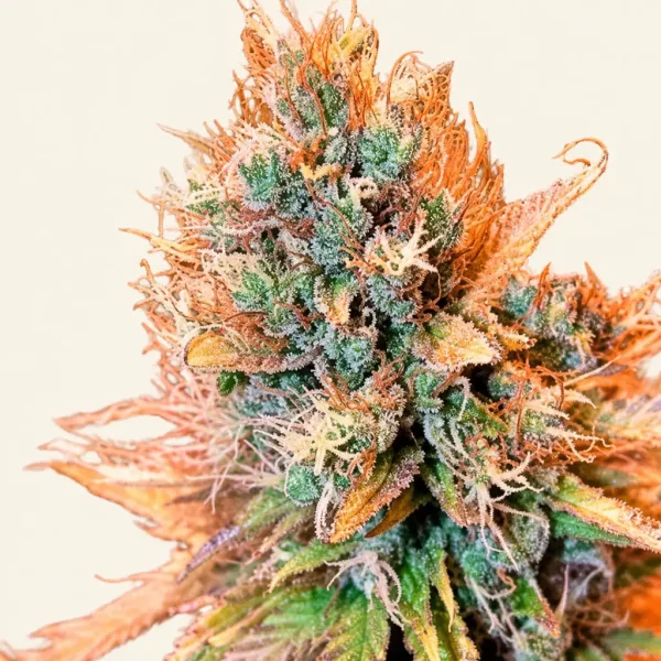 Bloeiende top van wietplant Blue medicinale CBD Kush