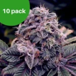 10-pack Blueberry wietzaden