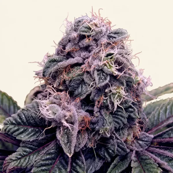 Blühende Cannabispflanze Blueberry
