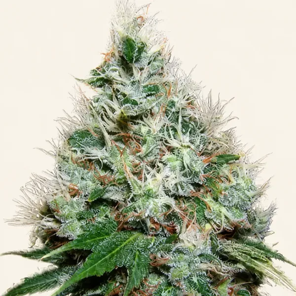 Blühende Cannabispflanze Bubbelgum Autoflower