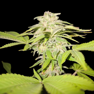 CBD Crystal cannabis seeds