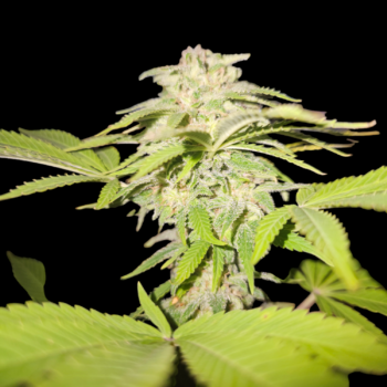 CBD Crystal wietzaden