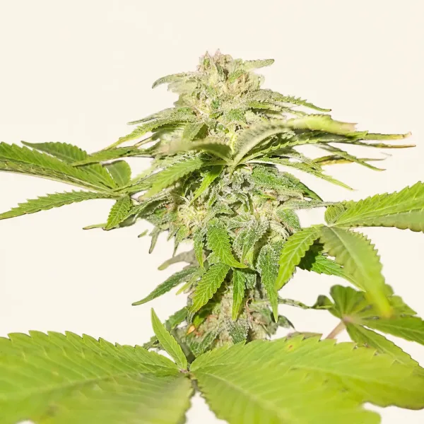 Bloeiende top van wietplant CBD Crystal
