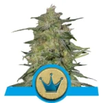 Royal Highness CBD wietzaden