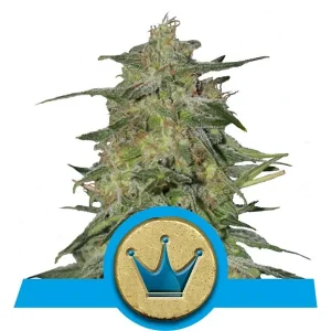 Graines de Cannabis CBD Royal Highness
