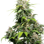 California indica wietzaden