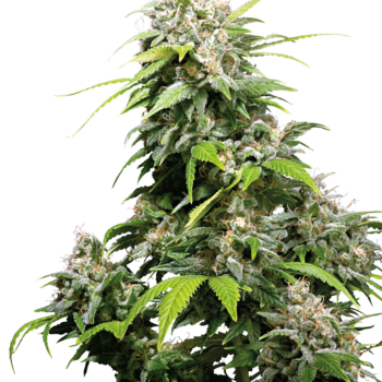 California indica wietzaden