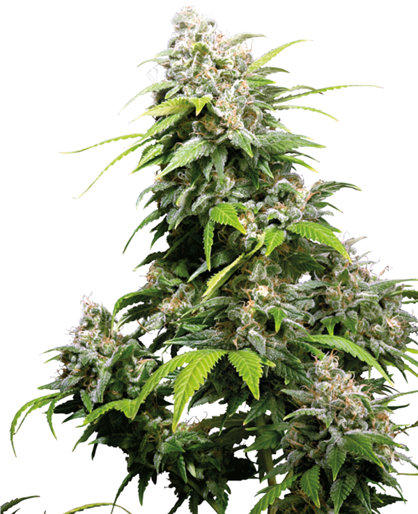 California indica wietzaden