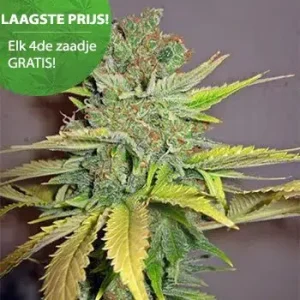 California Orange Cannabis Seeds 1