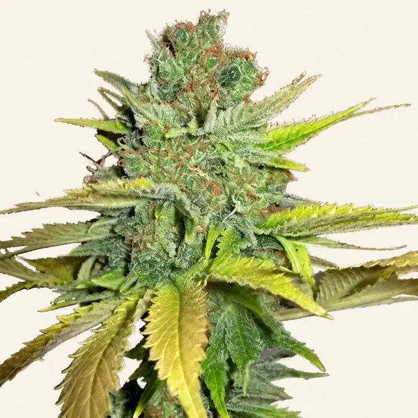 Flowering California Orange cannabis plant