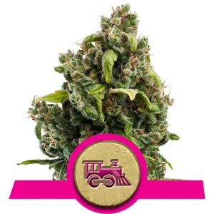 Candy Kush Graines de Cannabis