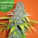 Candy Cream wietzaden