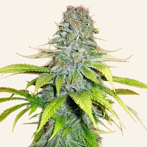 Flowering Candy Cream cannabis plant