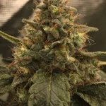 Caramel Gold XXL Autoflower