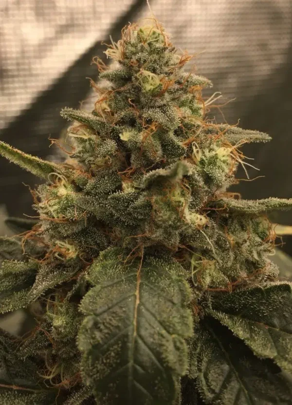 Caramel Gold XXL Autoflower - Afbeelding 1