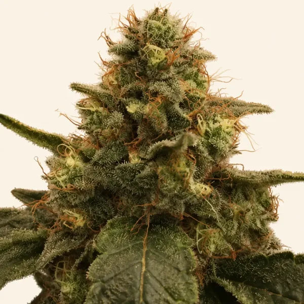 Bloeiende top van wietplant Caramel Gold XXL Autoflower