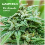 Cheese Autoflower wietzaden