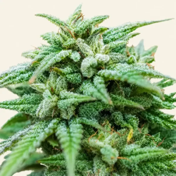 Flowering Cheese Autoflower cannabis plant