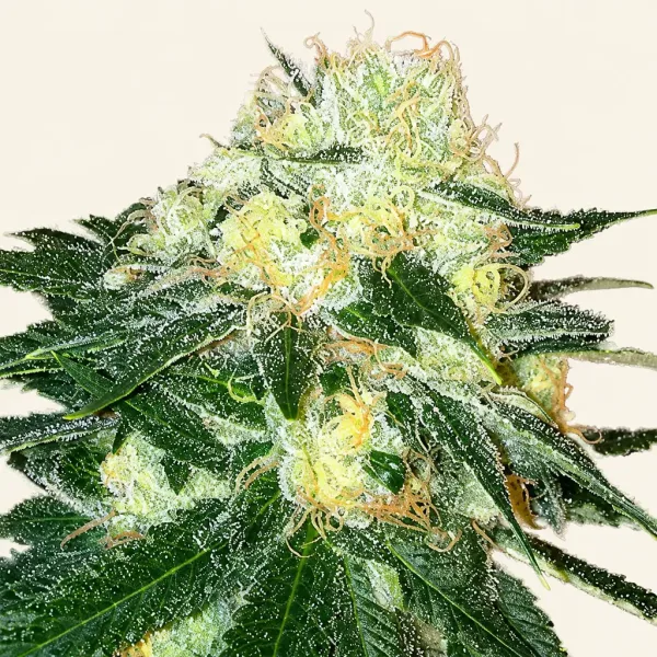 Flowering Chem Dawg cannabis plant