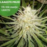 Cinderella 99 wietzaden