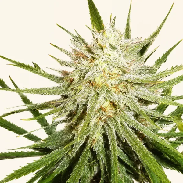 Flowering Cinderella 99 cannabis plant