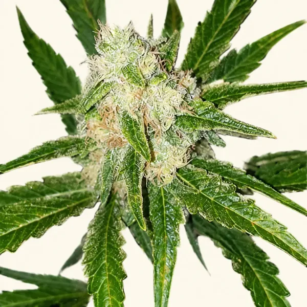 Flowering Cookie Gold Autoflower cannabis plant