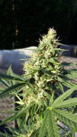 Cookie Gold Autoflower wietzaden - Afbeelding 3