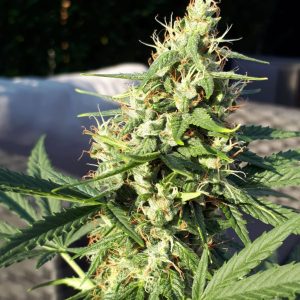Cookie Gold Autoflower cannabis seeds — photo 4