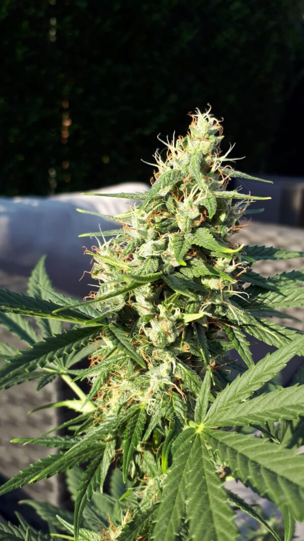 Cookie Gold Autoflower wietzaden - Afbeelding 3
