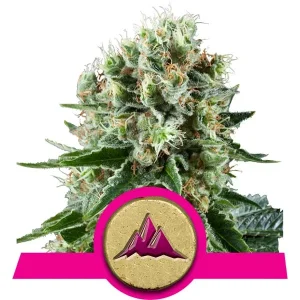 Critical Kush Cannabis Seeds