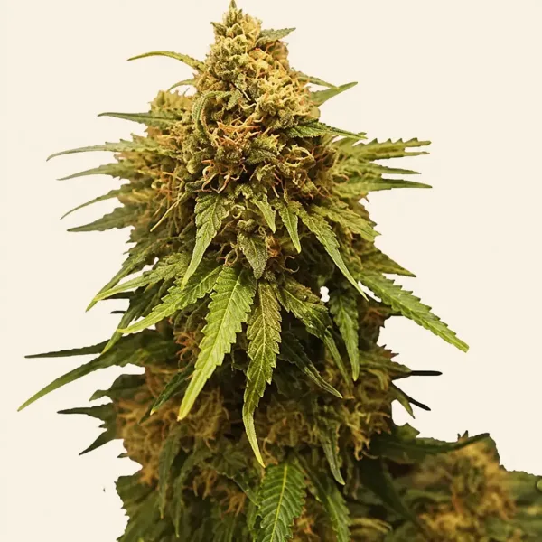 Bloeiende top van wietplant Critical
