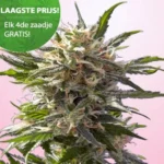 Crystal White wietzaden