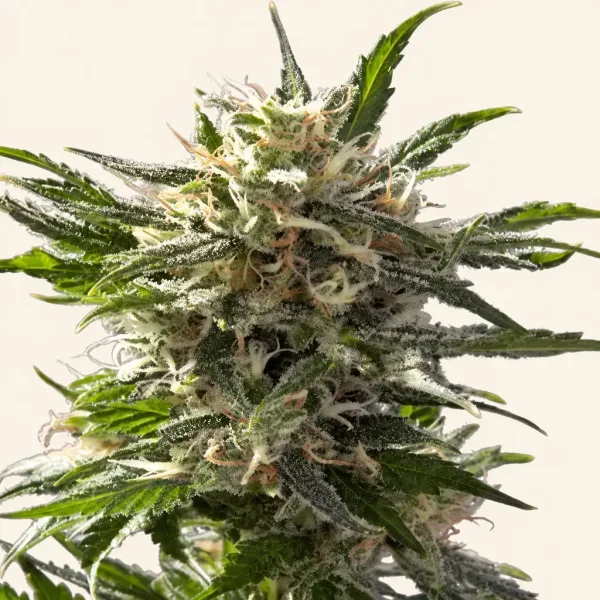 Flowering Crystal White cannabis plant