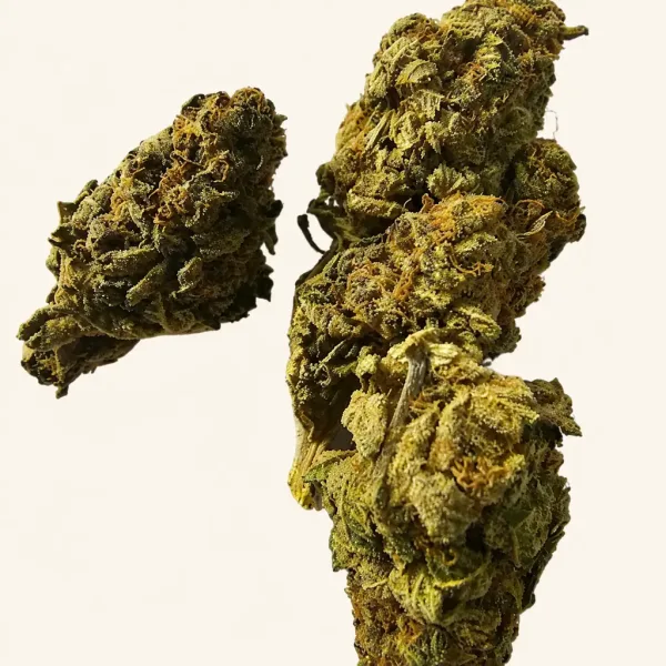 Bloeiende top van wietplant DMT Autoflower