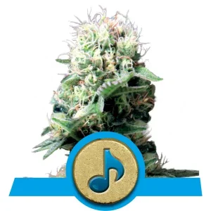 Semi di Cannabis Dance World CBD