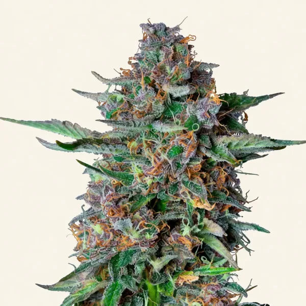 Bloeiende top van wietplant Do si do gold autoflower